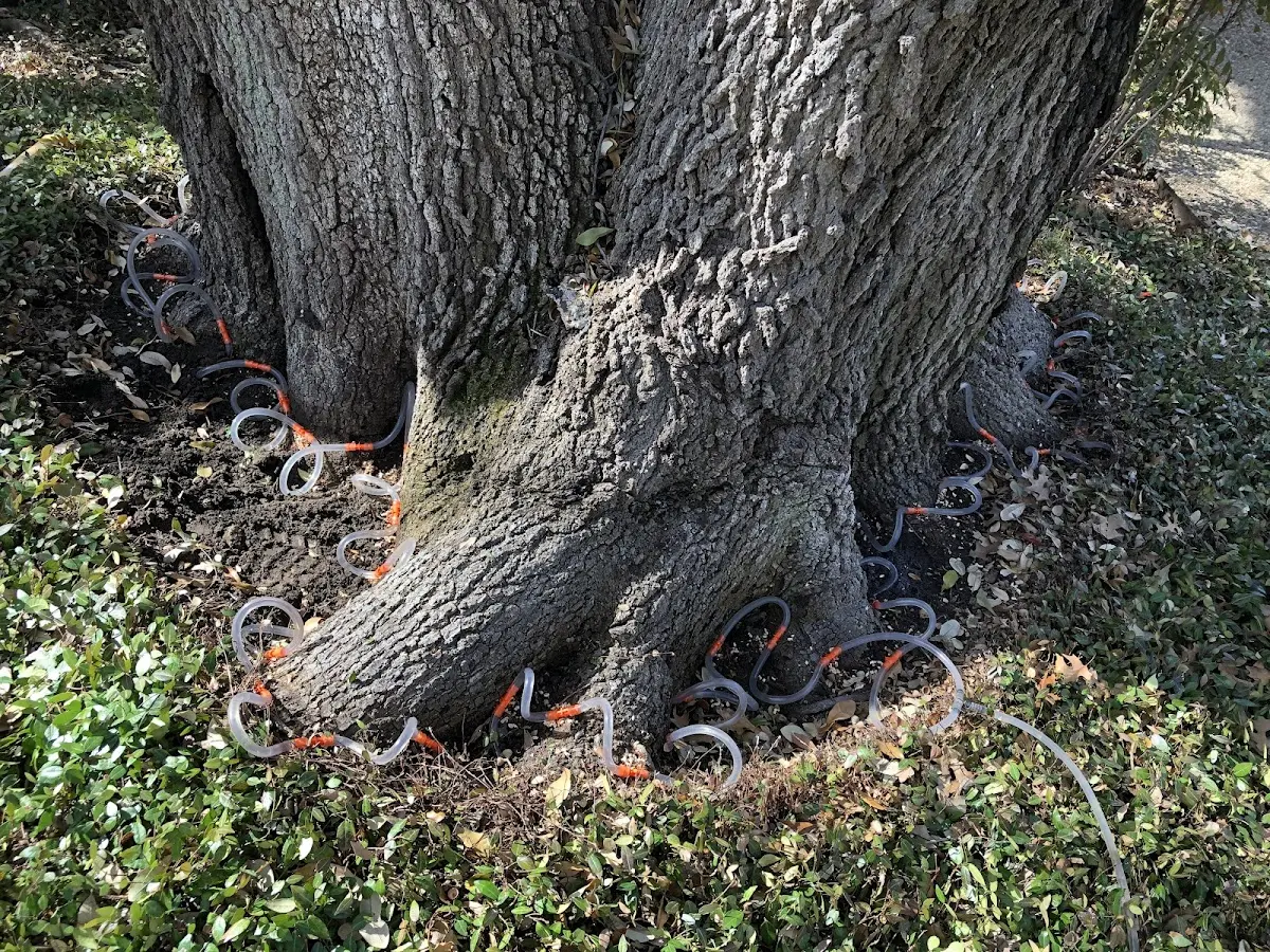 Detailed Tree Cabling and Bracing job site in Thousand Island Park