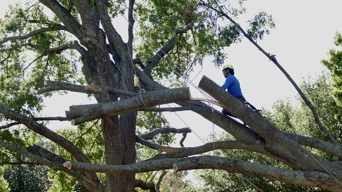 Professional Crown Thinning performed by certified arborists in Thousand Island Park