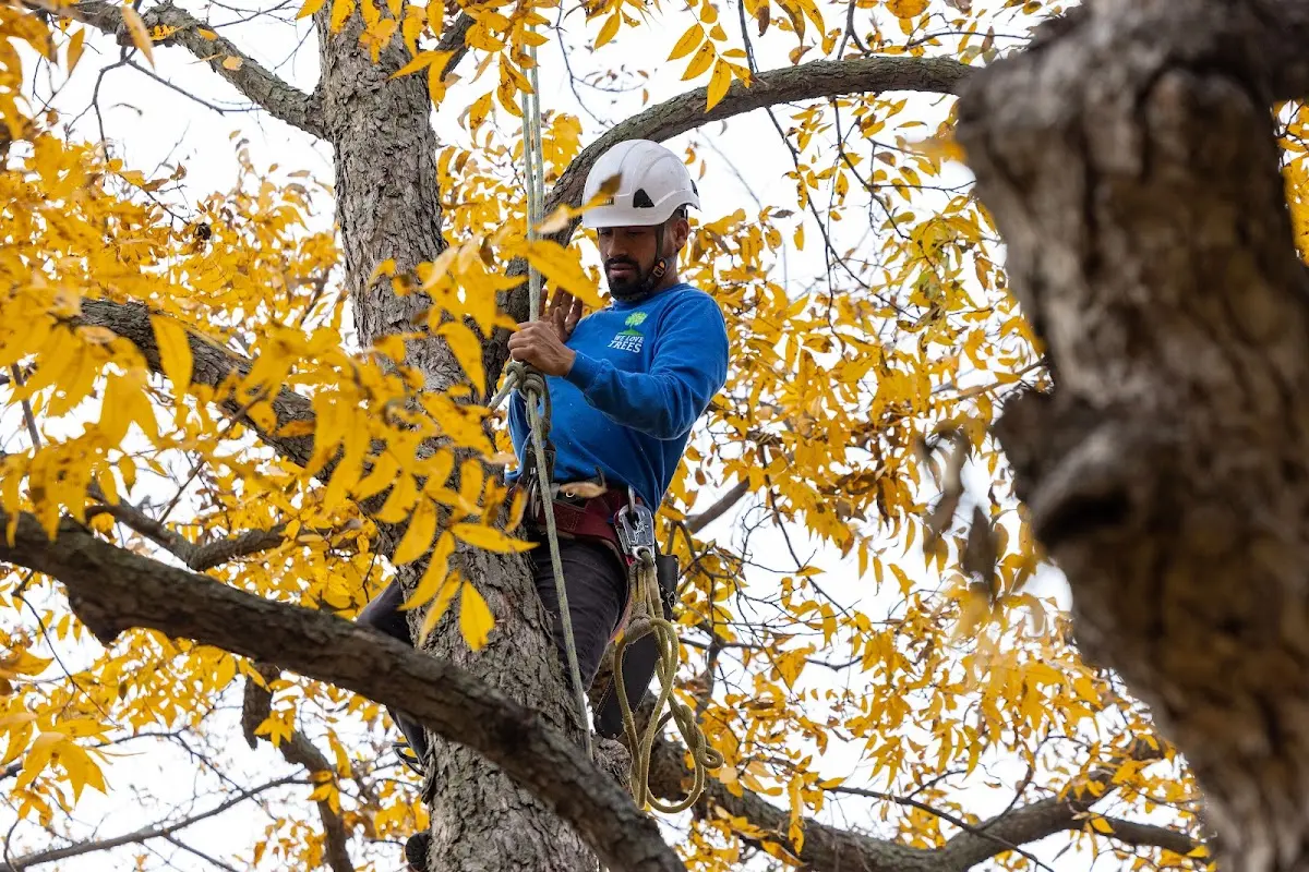 Skilled Tree Pruning crew working in Thousand Island Park